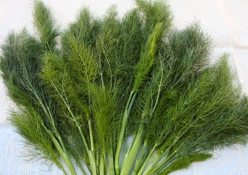 2000 Gambar Daun Adas HD Paling Keren 2000 Gambar Daun Adas HD Paling Keren