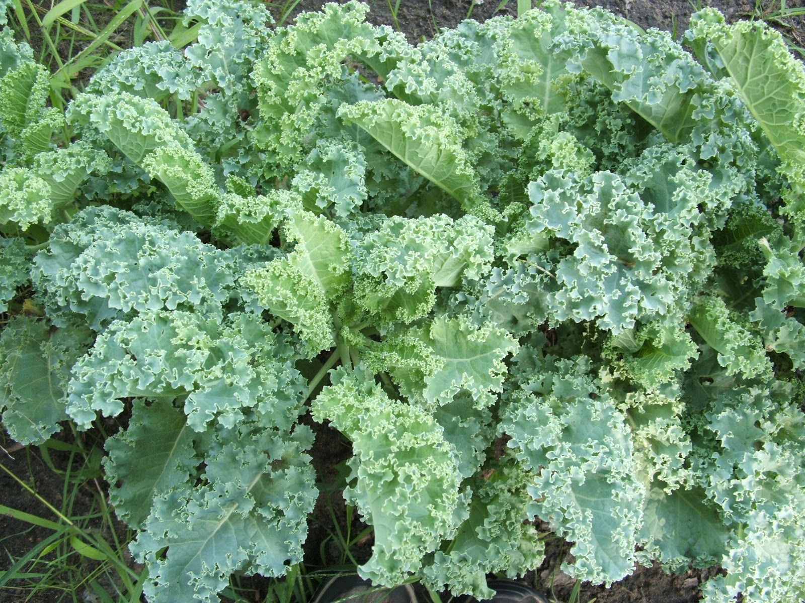 God's Growing Garden Kale 4 Different Varieties