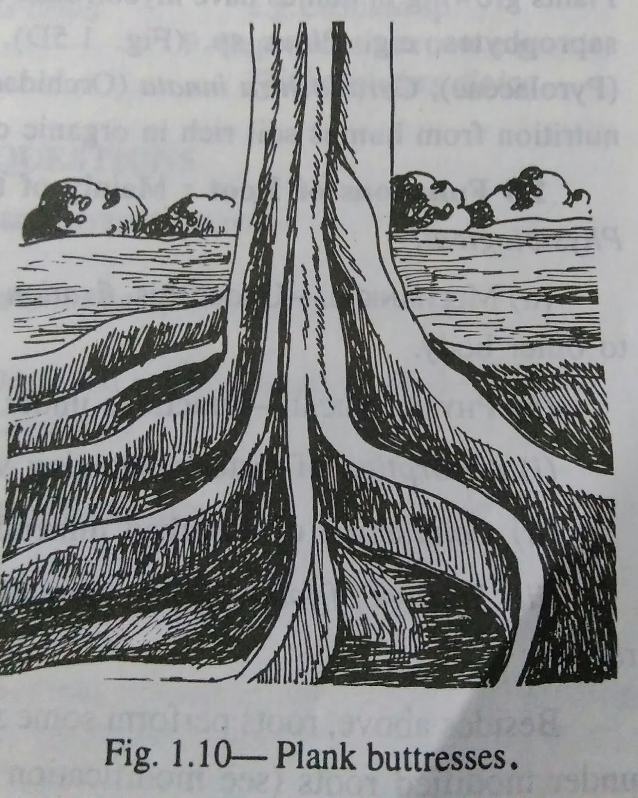 Roots modified roots and functions of rootdigieduco