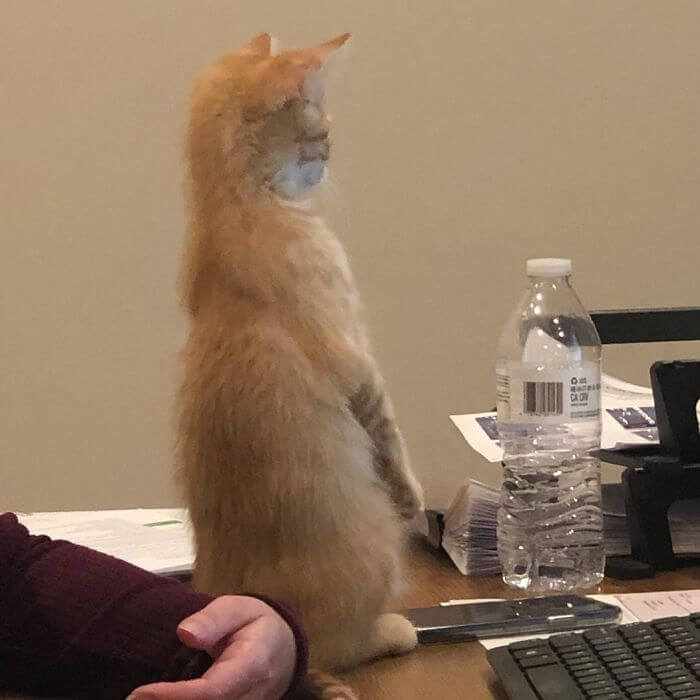 Company Adopted Two Office Kittens, Debit And Credit, To Boost Employee Morale
