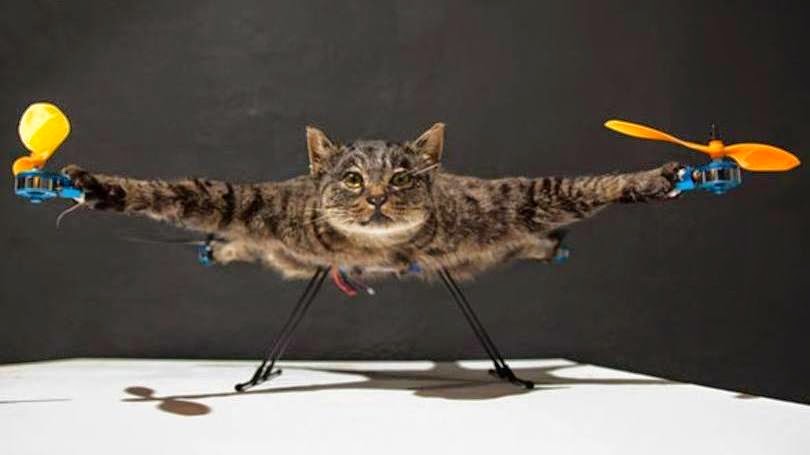 flying dead cat gato morto voador