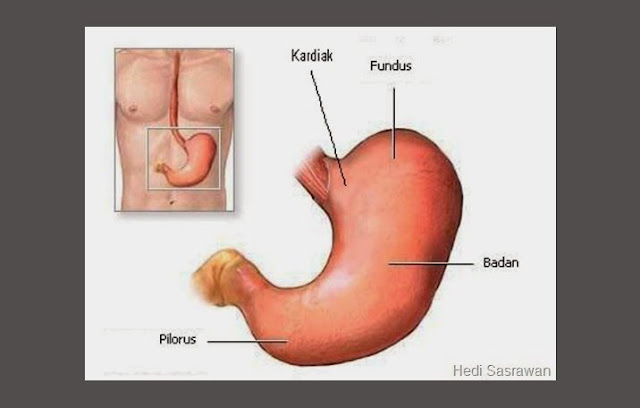 Lambung Pengertian, Struktur, Fungsi, Bagian Ilmu Dasar