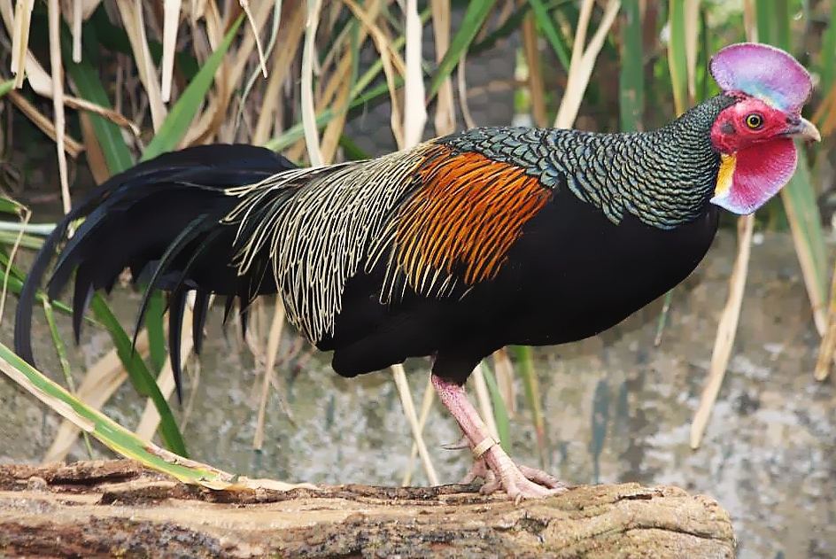 Gallo Java Natureza, Perfeição sem tamanho...