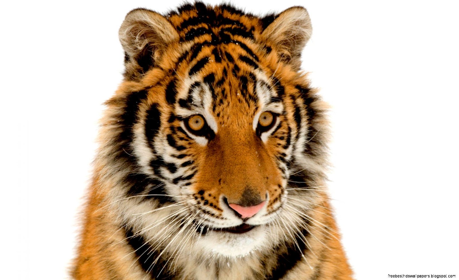 What Do Tigers Look Like