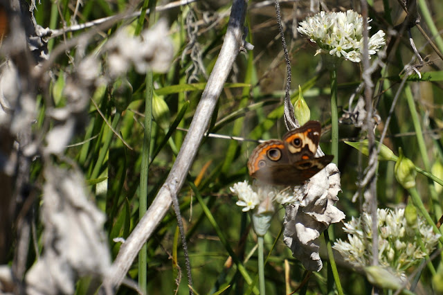 Common Buckeye