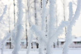 Photo of Snow Covered Twigs With a Building in the Background