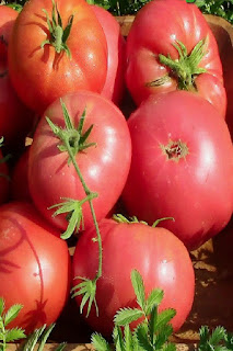 самые хорошие томаты для теплицы