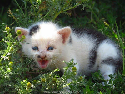 imágenes de gatitos bebes recien nacidos