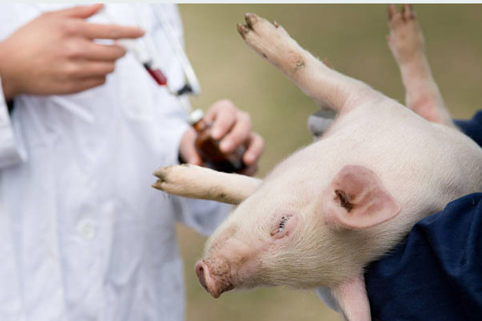 suino-swine-vaccination-vacinando-vacinar-porco-leitao-piglet-pig-sow-medication-drug-aplicacao-medicamento-antibiotico