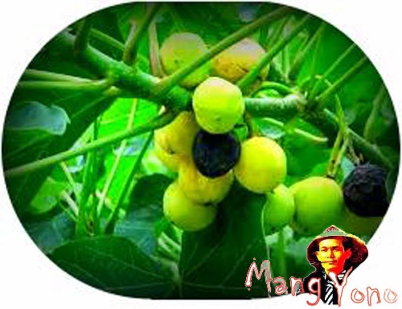 Makan buah Jatropha Curcas (Jarak Pagar) bikin weureu 