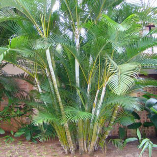 Q' Planta é Essa?: Areca Bambú ou Palmeira Areca