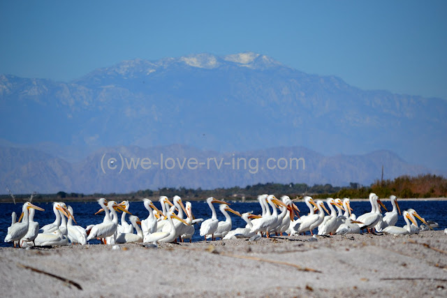 White pelicans at their winter home on the Salton Sea, CA