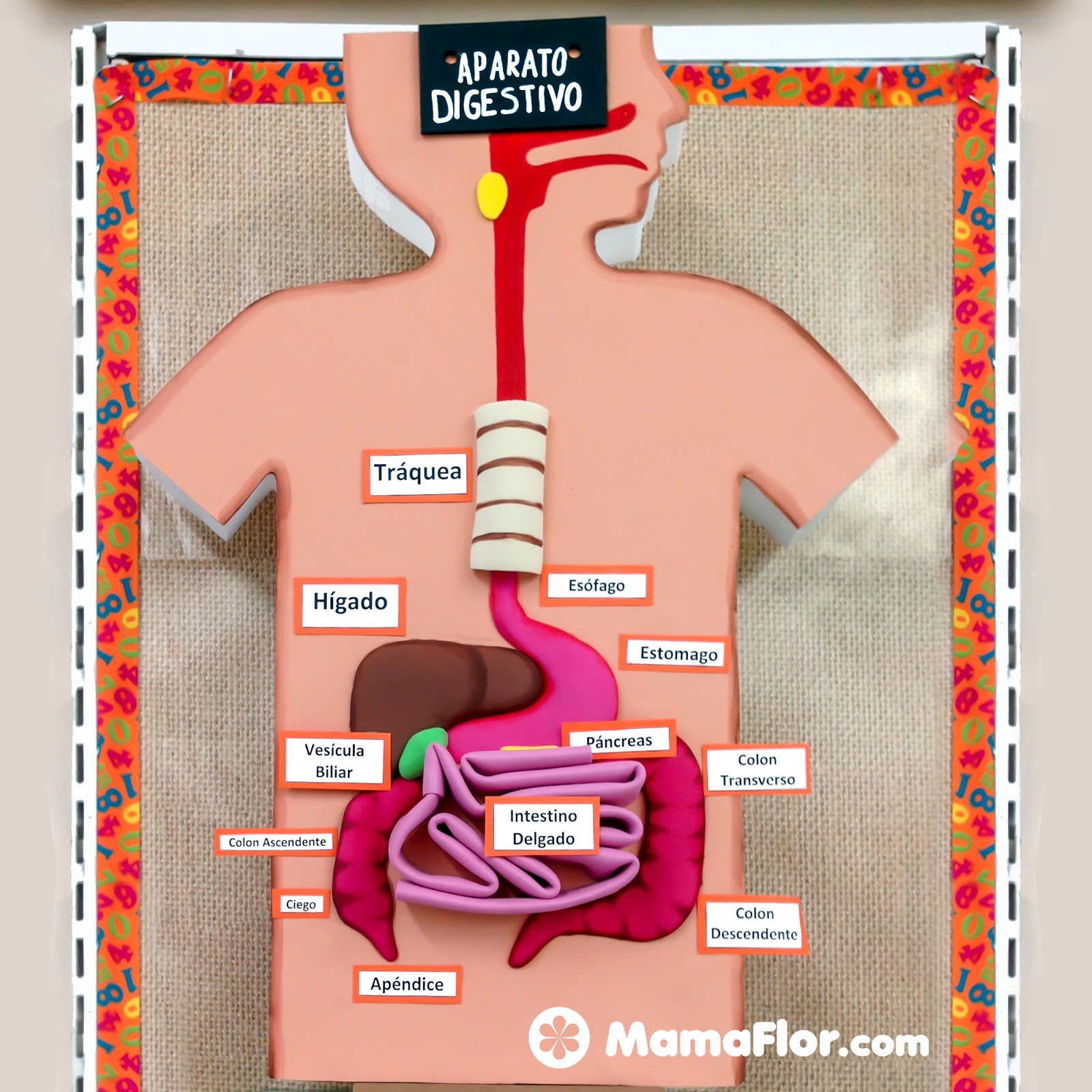 Maqueta del Sistema Digestivo (DIY) - Manualidades MamaFlor