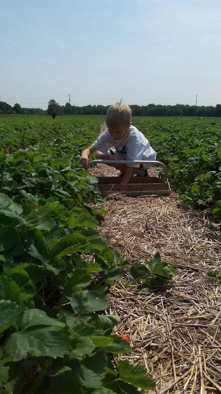 Faith, Hope & Love Strawberry Picking at Glendale Farms, Clintonville, WI