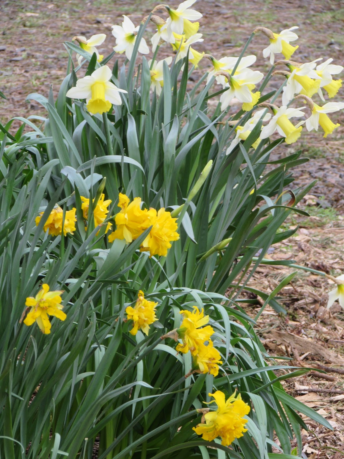 Garden Grumbles and Cross Stitch Fumbles: A Host of Golden Daffodils