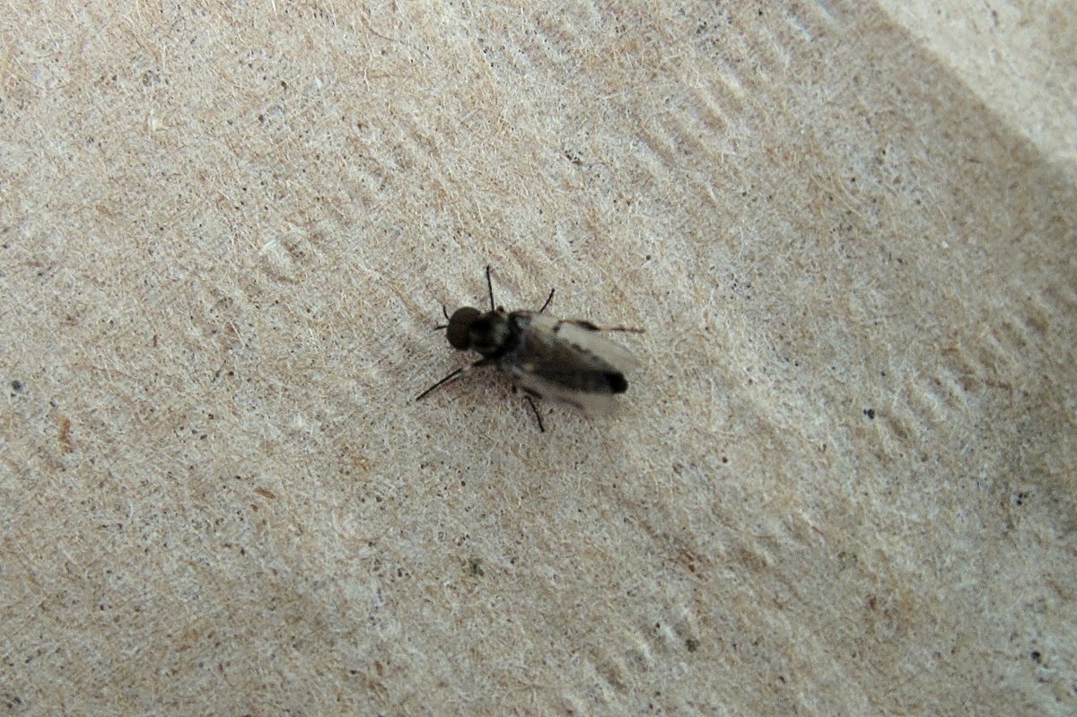 Gary's Outdoor Wanderings2: TROUTOLOGY & OTHER STUFF