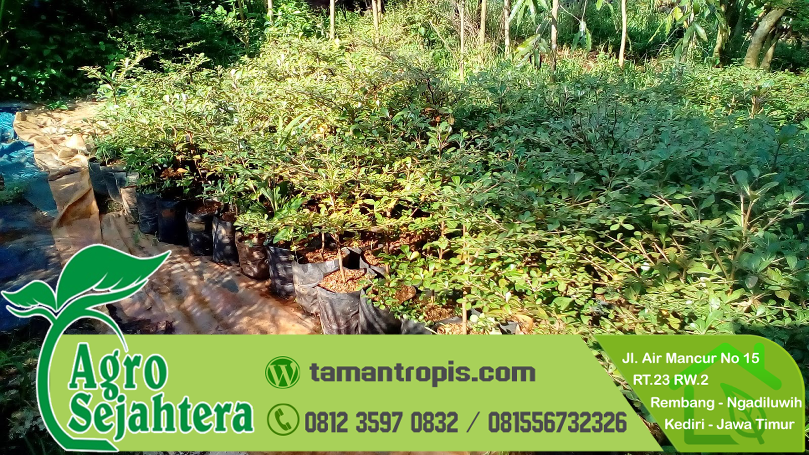 Akar Pohon Ketapang Merusak