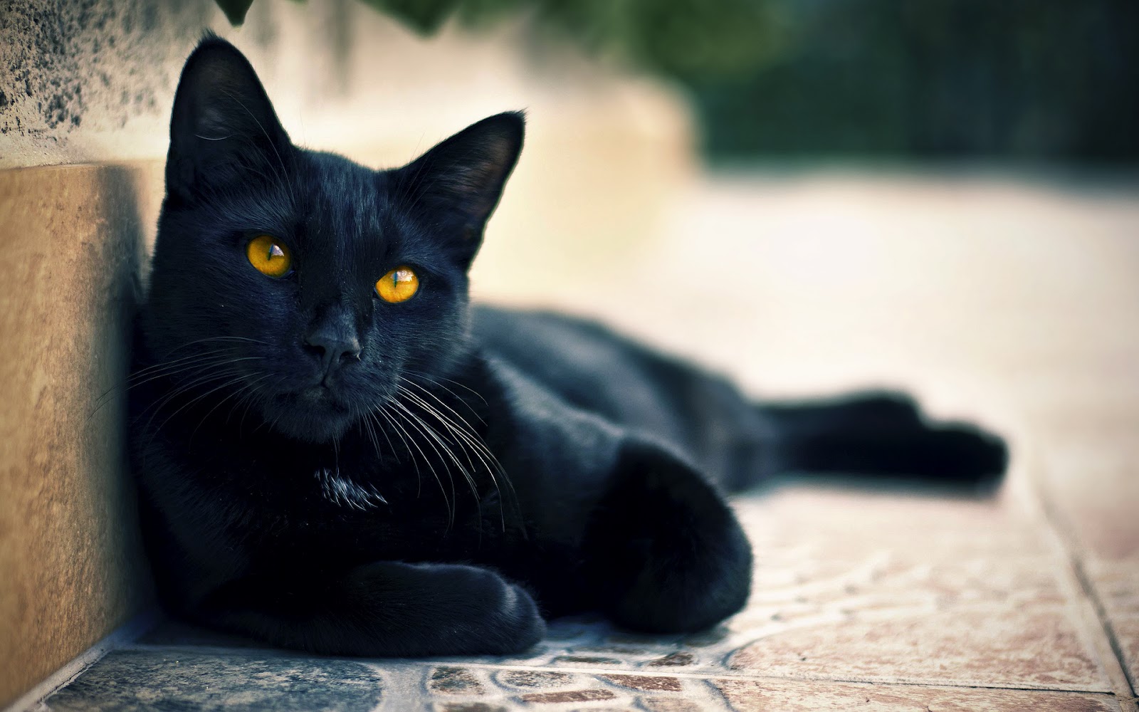  All  Black  Cat  Breed  Cats  Types