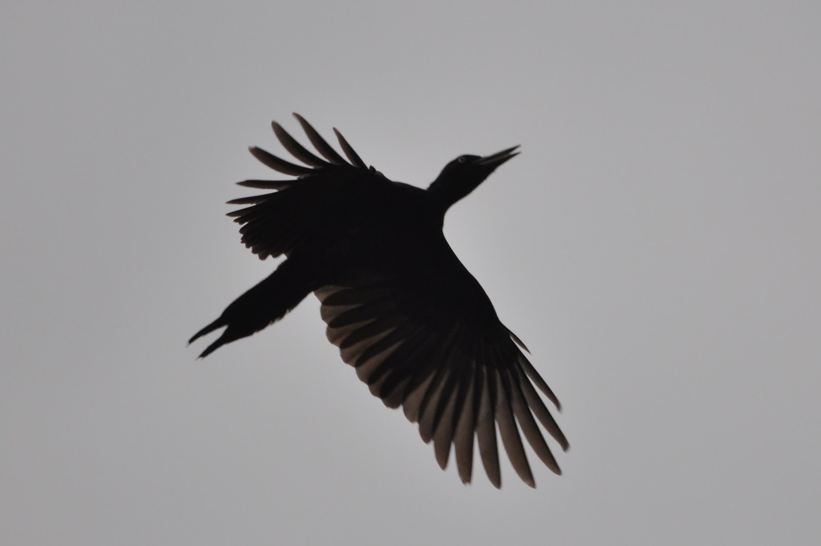 Woodpeckers Of Europe: Woodpeckers in flight