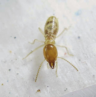 A soldier of termite Hyptermes sp