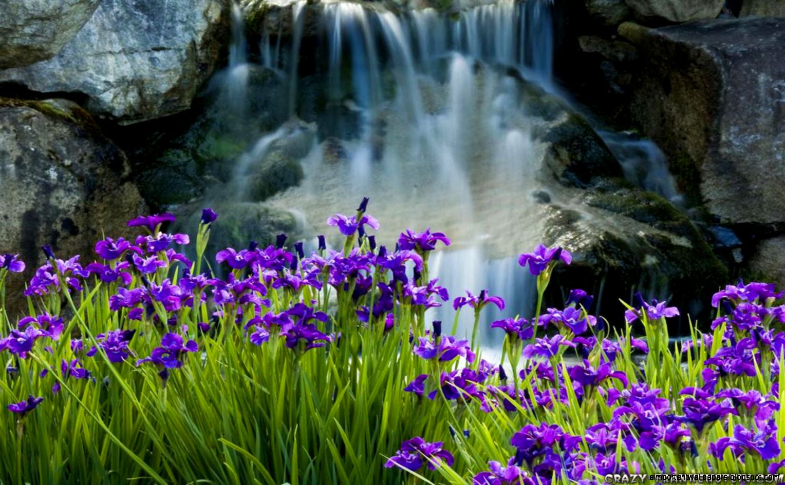 Iris Flower Wallpaper  Inspiration Wallpapers