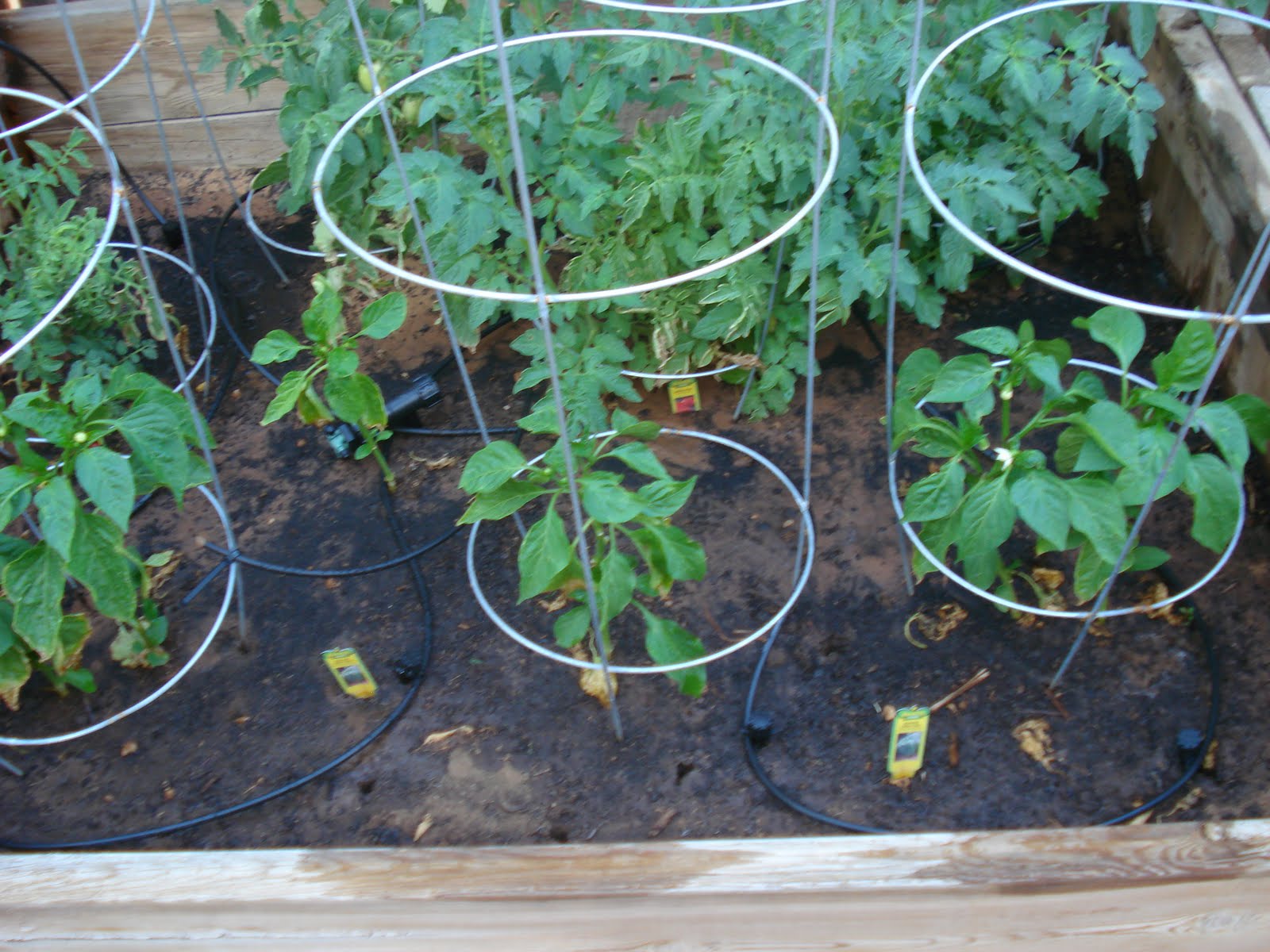 Adventures Of A Wanna Be Country Girl: Garden Watering System and Progress