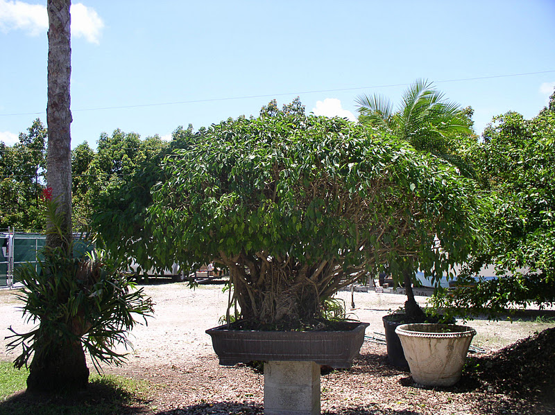 Florida Flowers and Gardens The Bonsai Garden at Miami Tropical Bonsai