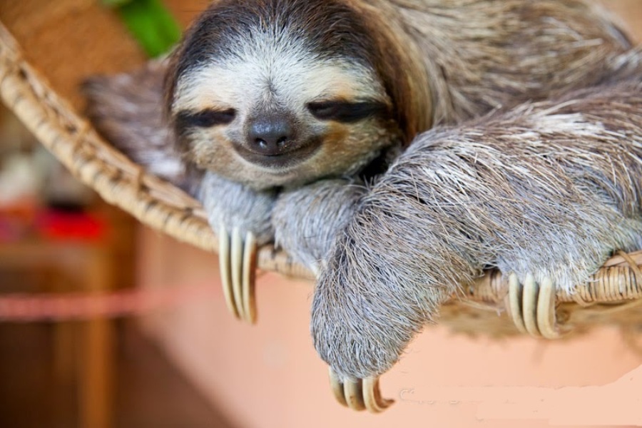 Sexy Sloth Gif On Gifer