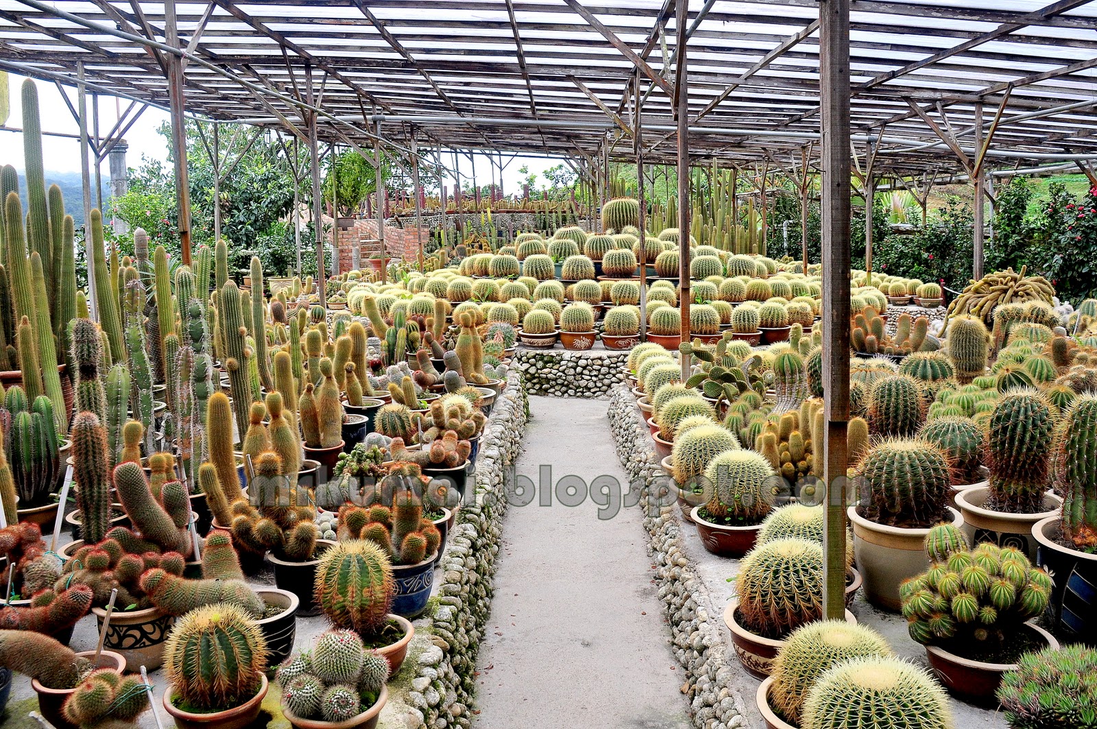 Tips Melawat Cameron Highlands Cactus Valley