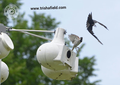 Bird Fight