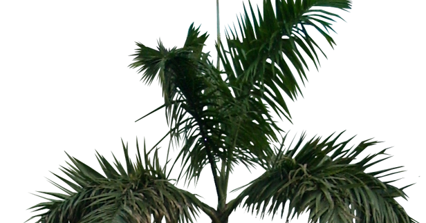 sononym for slightly transparent sononym for slightly transparent