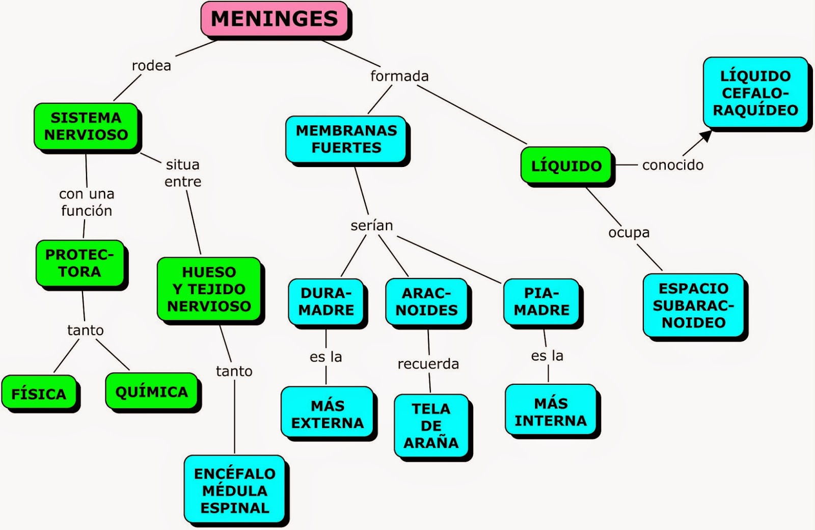 Resultado de imagen para mapa conceptual de las meninges