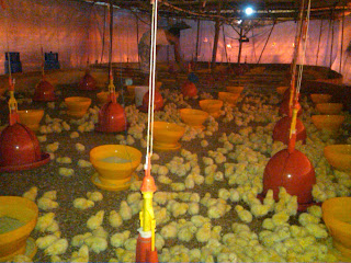 peternakan anak ayam