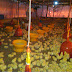 Tantangan dalam Peternakan dan Breeding Farm Anak Ayam Kampung