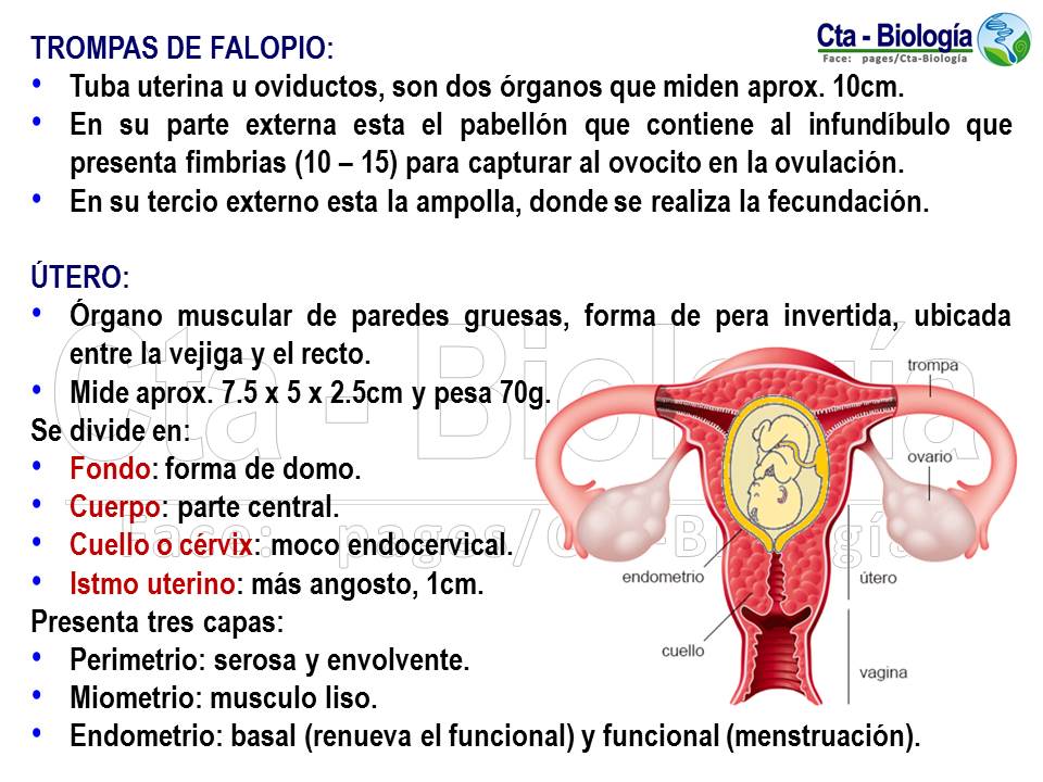 Partes Del Sistema Reproductor Femenino Abc Fichas Vrogue Co