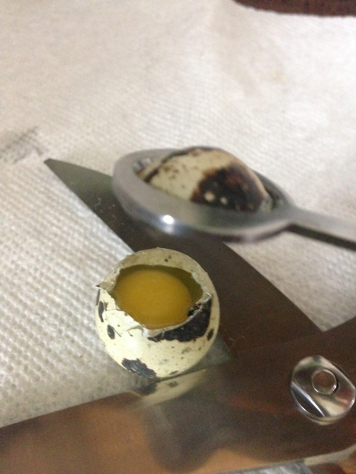 Midnight Acres Farm How to Crack a Quail Egg