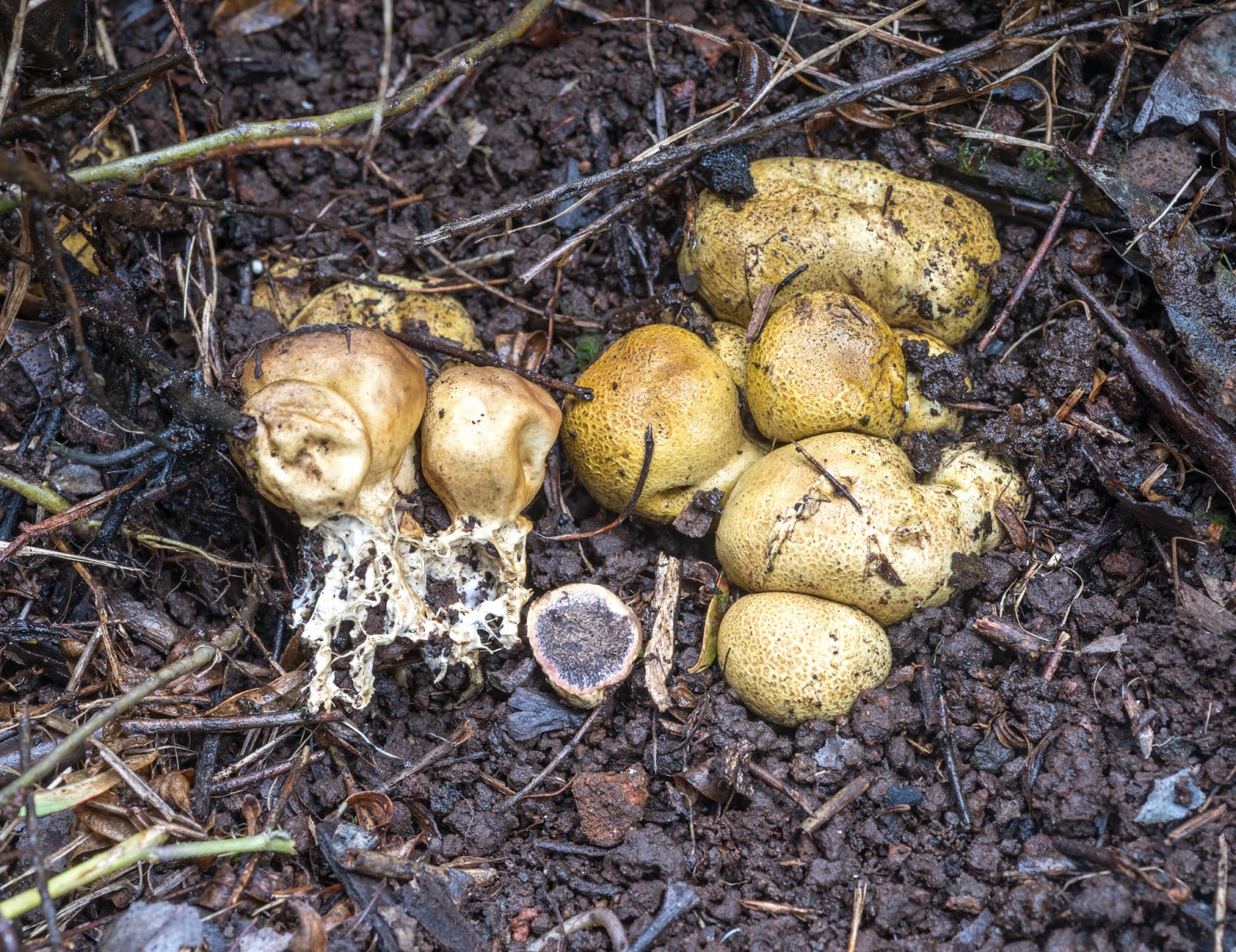 The 3 Foragers Foraging for Wild, Natural, Organic Food Wild