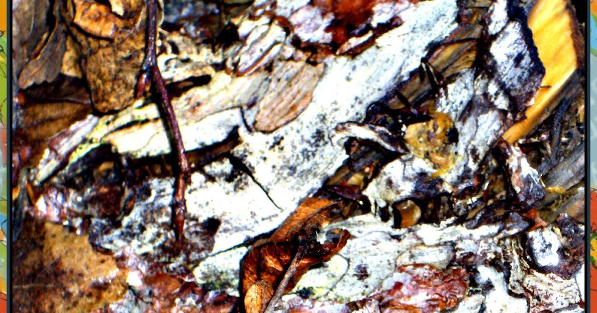 Karen`s Nature Photography Decaying Plant Material.