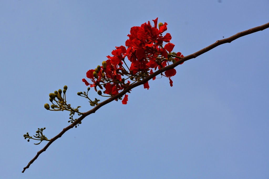 Promthep Cape Phuket flower