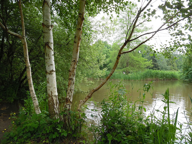 woodland garden, leśny ogród