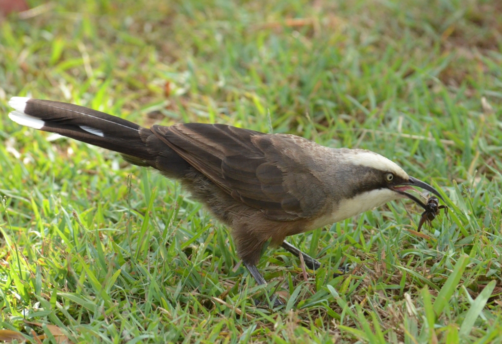 Australian Birds Photography KEUNEA PHOTOGRAPHY A Trip to Bundaberg