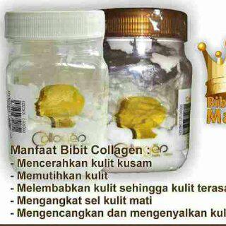 jual bibit pemutih collagen asli cv mecca anugerah jual jual bibit pemutih collagen asli cv mecca anugerah jual