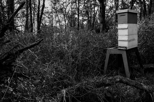 5000 Pcs Italian Bee Beehive Nest Box Tools Beekeeping Eye Copper Foundation 
