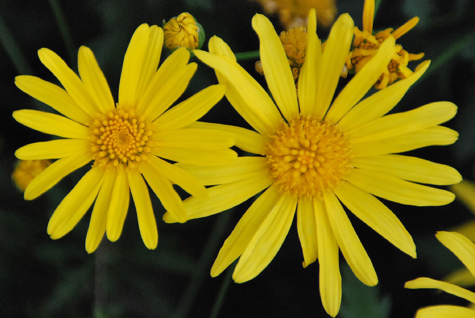 Fotos de flores: MARGARITAS DE VARIOS COLORES
