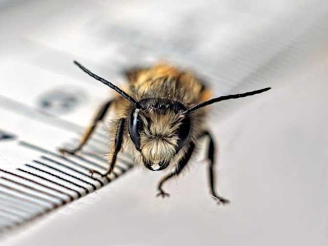 Osmia bicornis - male Osmia bicornis - male