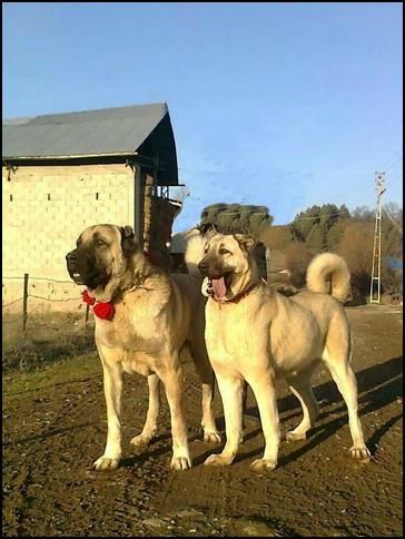 Kangal Dog Price In Pakistan