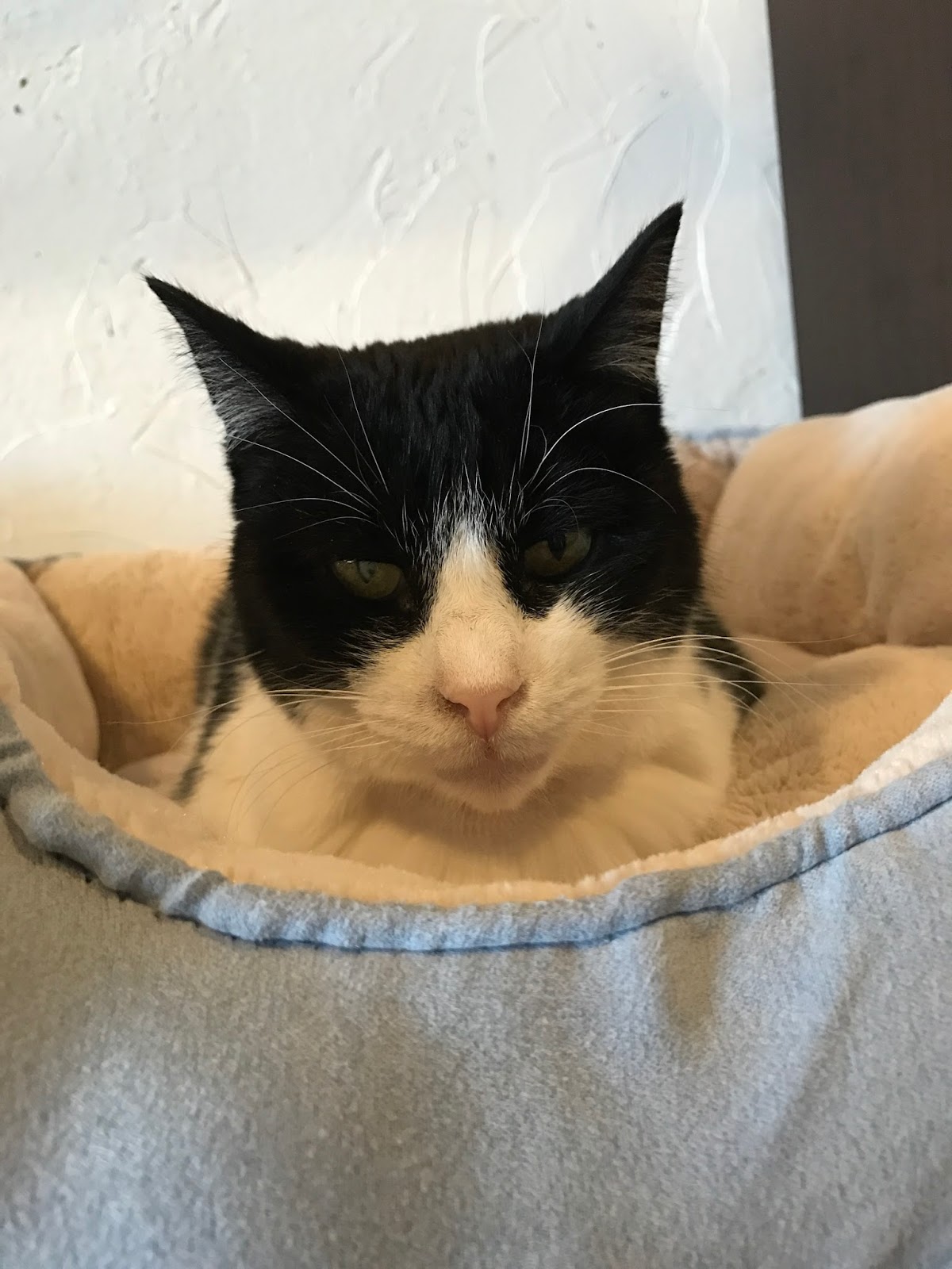 Eastside Cats Vacation Travels Ferndale Catfe' Lounge