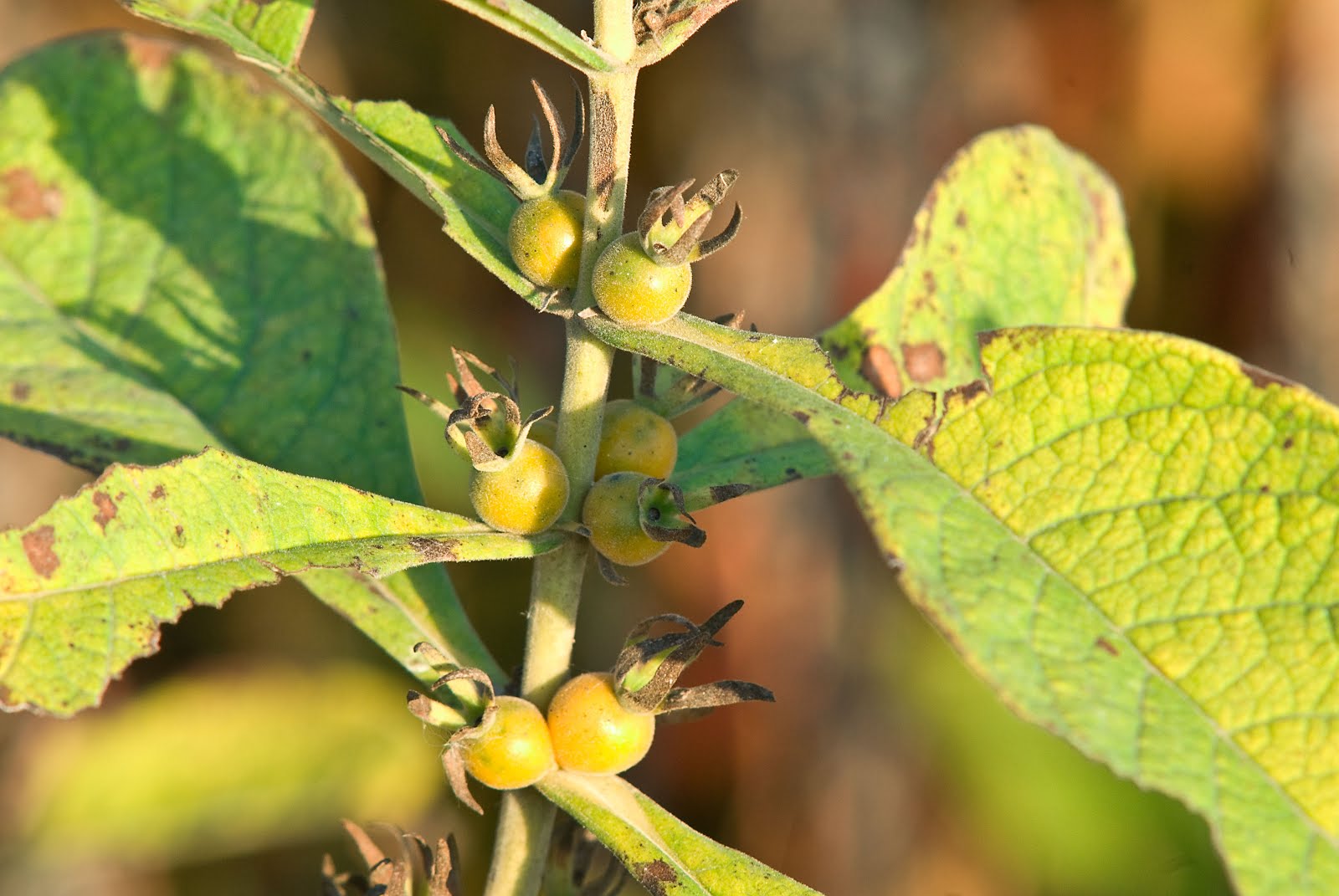Indiana Plant A Day Orangefruit Horsegentian