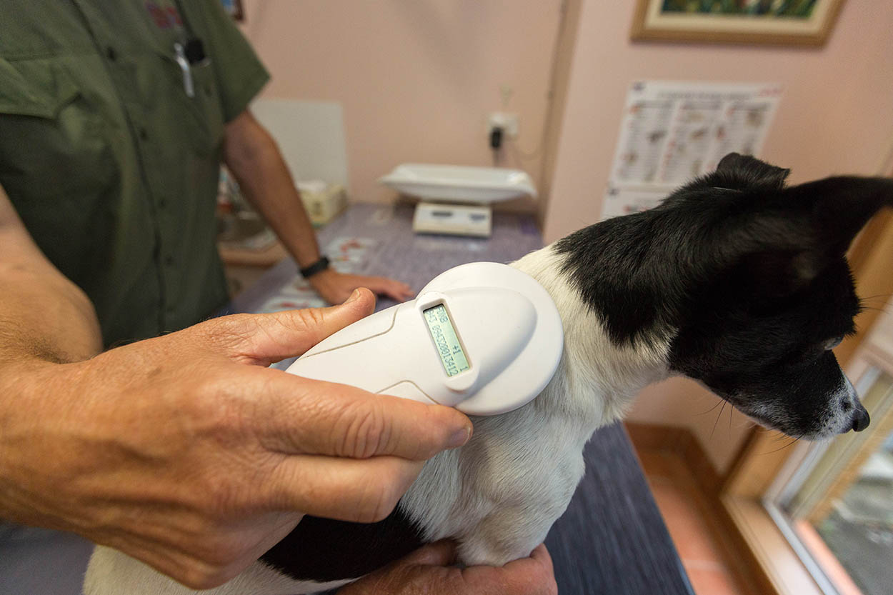 What Does Aca Registered Mean For Dogs