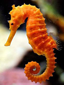 caballito de mar Hippocampus Reidi caballito de mar Hippocampus Reidi
